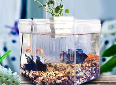 Bể cá acrylic: Ưu điểm so với bể thủy tinh
